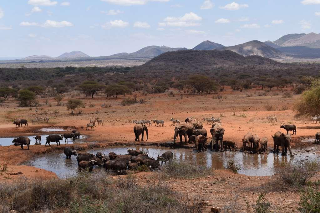 Kilaguni Serena Safari Lodge Tsavo Зручності фото