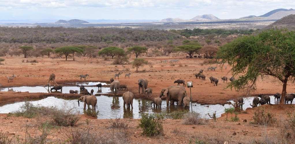 Kilaguni Serena Safari Lodge Tsavo Зручності фото